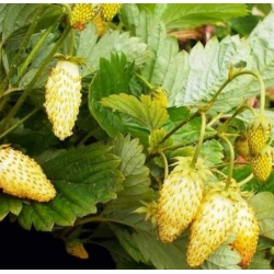 nasiona owoców Poziomka Yellow Wonder swikx236